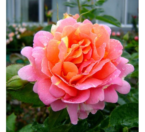 Роза Роз дэ Систэрсьян (Rose des cisterciens)DELBARD, 1998
